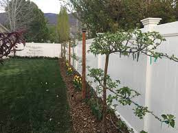 Espalier Apple Trees Gravenstein And Spartan Apples California Garden Garden Design Garden