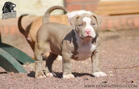 Our stud triggerman(165lbs) brings the blood of the worlds largest registered bully azore(xxldp), he also has white demon in his pedigree. Fawn Bully Puppies For Sale Off 60 Www Usushimd Com