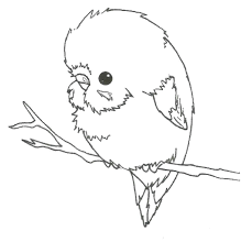 Draw A Budgie Google Search Bird Art Cute Drawings Animal Drawings