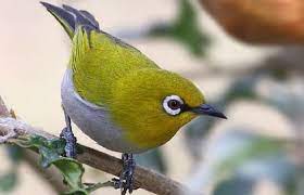 Gambar Burung Pleci Burung Jenis