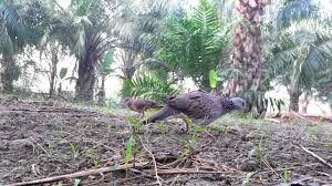 Masih membahas seputar burung kenari kali ini kami akan membahas permasalahan yang sering menyulitkan bagi para pecinta burung baik yang pro maupun yang masih. Burung Tekukur Ku By 5071790