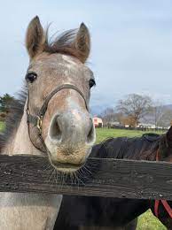 テンゲン応援団 馬の顔 馬 応援団