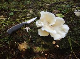 The Largest Set Of Angel Wings Pleurocybella Porrigens I Have Ever Seen Growing Atop A Decaying Douglas Fir Stum Edible Fungi Wild Mushrooms Mushroom Hunter
