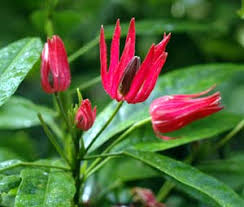 Image result for Pavonia senegalensis