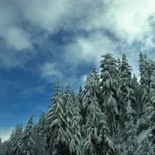 Bill's christmas trees 5102 n. Holiday Fun Riveted