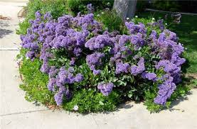 Limonium Perezii Low Water Gardening Water Wise Landscaping Plants