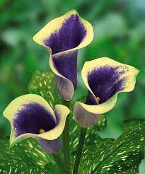 Rare Arum Violet Jaune Beautiful Flowers Lily Seeds Blooming Plants