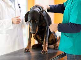 We did not find results for: Reddit Thread Woman Puts Boyfriend S Dog Down Without Telling Him
