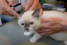 The cause for their development is unknown. Ear Mites In Cats Animal Mama
