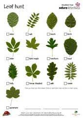 British Trees Leaves Identification Google Search Nature