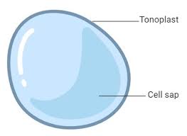 Structure And Function Of Vacuole Types With Examples In 2021 Structure And Function Plant Cell Biology