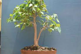 How To Grow Bonsai From A Seed Bonsai Plants Bangalore Bonsai Trees Bangalore Buy Bonsai Plants Online