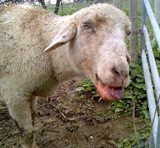 Bluetongue Disease In Sheep And Goats Sheep Farm