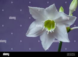 Hermosa Eucharis El Nombre Ingles Lirio Amazonas Flor Cerca De Fondo Azul Fotografia De Stock Alamy