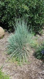 Image result for Panicum schinzii