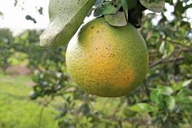Maybe you would like to learn more about one of these? Citrus Greening Is Killing The World S Orange Trees Scientists Are Racing To Help