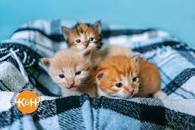 Newborn Kitten Care Week By Week — K&H Pet Products