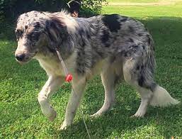 Here is a list of most popular australian shepherd mix breeds. View Ad Australian Shepherd Great Pyrenees Mix Dog For Adoption Near Minnesota Minneapolis Usa Adn 626335