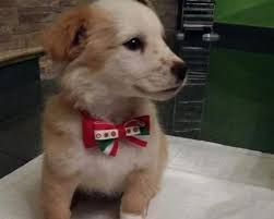 Accogliere un cane in casa: Pasquetta E Nocciolino Cercano Adozione O Stallo Cuccioli Cani E Cuccioli Cani