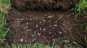 Jun 11, 2019 · white grub is a general term for all scarab beetle larvae. How To Get Rid Of Lawn Grubs Safeguard Pest Control