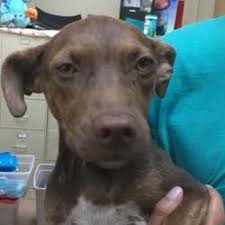 As of july 14, 2014, all individuals and agencies facilitating international adoptions must be in compliance with the intercountry universal accreditation act. Pin On Adopt