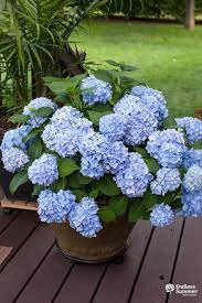 Accent Your Deck With Potted Hydrangeas Hydrangea Potted Hydrangea Potted Plant Growing Hydrangeas