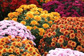 This signifies that the person really likes you! The Chrysanthemum Flower And Its Meaning And Significance Floraqueen