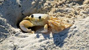 Maybe you would like to learn more about one of these? Granchio Di Mare Caratteristiche Cosa Mangia E Come Vive Greenstyle