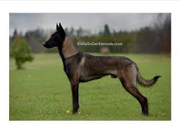 Belgium Malinois Black Belgian Malinois Puppy Gorgeous Dark Fawn Sable Belgian Malinois From Malinger Kennels Belgian Malinois Dog Malinois Dog Belgian Shepherd