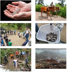 Mules carry thousands of trout up steep creek as CPW returns to native  waters genetically unique fish descended from 158 fish rescued from  wildfire — #Colorado Parks & Wildlife