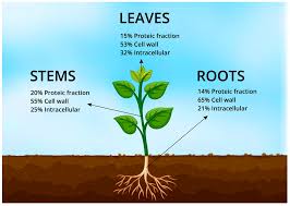 Image result for Tragus pedunculatus