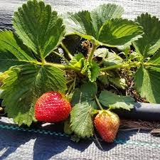 Pin By Deercreekfarmstead On Deer Creek Deer Creek Fruit Strawberry