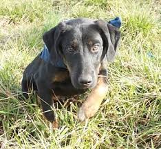Powered by the pet lovers at. Pictures Of Rob A German Shepherd Dog For Adoption In Salem Nh Who Needs A Loving Home Dogs German Shepherd Dogs Shepherd Dog Mix