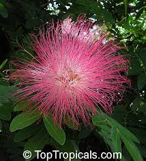 Image result for Calliandra haematocephala