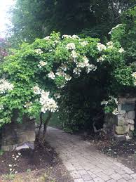 Check spelling or type a new query. Arbor Perfection With This Climbing Hydrangea Climbing Hydrangea Climbing Plants Trellis Flower Garden Plants