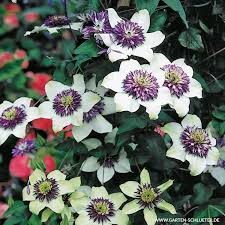 We did not find results for: Clematis Florida Sieboldiana Viennetta Clematis Florida Var Sieboldiana Viennetta Kletterpflanzen Fur Rankhilfen Garten Schluter