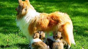 More images for smooth collie puppies for sale in ohio » U S Collie Breeder Directory Lassie Breed Collie Chatter