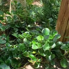 Most of them are compact, small perennial epiphytes growing on rotten wood. Florida Peperomia P Obtusifolia For Sale Largo And St Petersburg