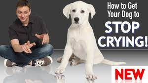 How to get dog to stop whining in crate. How To Get Your Puppy To Stop Crying And Whining Youtube