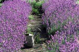 Not be very you * your line o fate shows that you not a ways have some ob 5 your line of ife is quite strong you have a long lite you ċ you have a strorgte ohead (you enjoy learning neething. Alan Titchmarsh Tips On Growing Lavender In Your Garden Express Co Uk