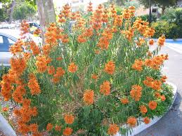 Image result for Leonotis myrothamnifolia