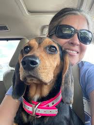 Labradoodles enjoying car rides to pick up kids from school