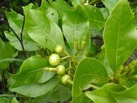 Image result for Fadogia ancylantha