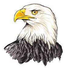 Check spelling or type a new query. Bald Eagle Stock Illustrations 6 662 Bald Eagle Stock Illustrations Vectors Clipart Dreamstime