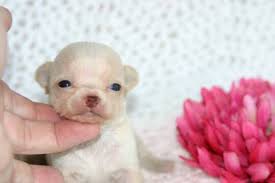 Momma dog is chi and daddy dog is pug; Pin On Animals