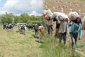 Gobernación de Boyacá dará más recursos al sector agropecuario | CONtexto  ganadero | Noticias principales sobre ganadería y agricultura en Colombia