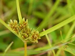 Image result for Cyperus zollingeri