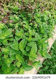 Image result for Platostoma