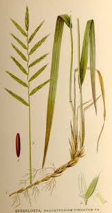 Image result for Brachychloa