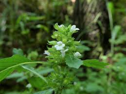 草津スカイランドホテル